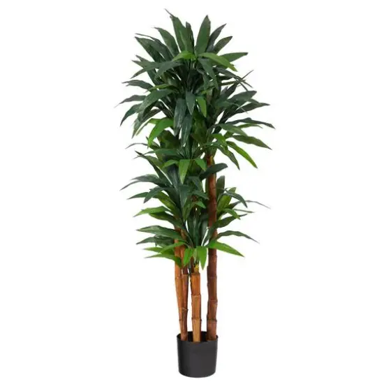 5.5ft. Potted Dragon Tree with Natural Cane Trunk {1}