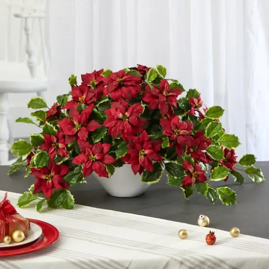 20" Poinsettia & Variegated Holly Plant in Oval White Planter {4}