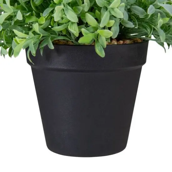 7.5" Potted Green Boxwood Plant {6}