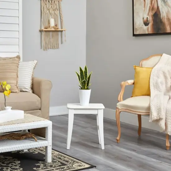 18" Snake Plant in Decorative White Planter {5}