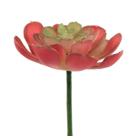 Flora Bunda&reg; Red Small Echeveria Succulent Pick, 12ct. {3}