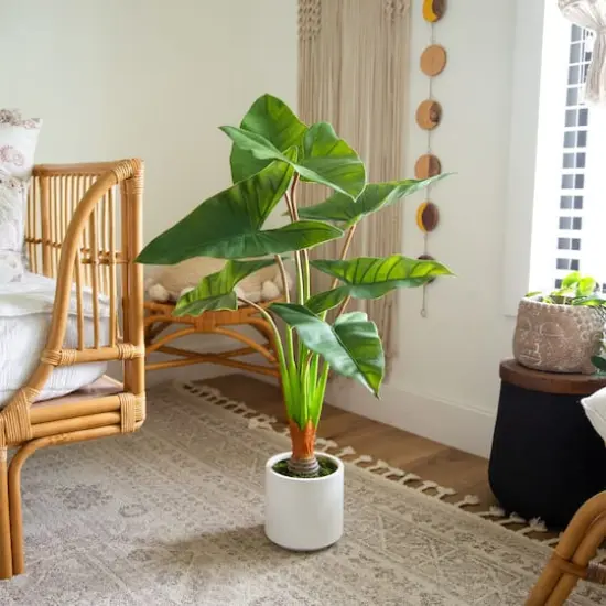 3.5ft. Arrowhead Philodendron in White Decorative Planter {3}