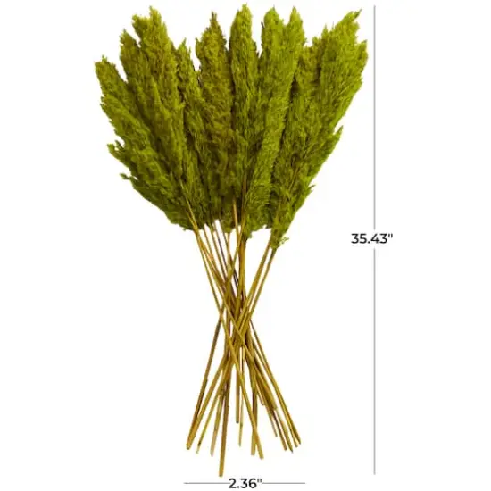 Dried Plant Pampas Natural Foliage with Long Stems Green {8}