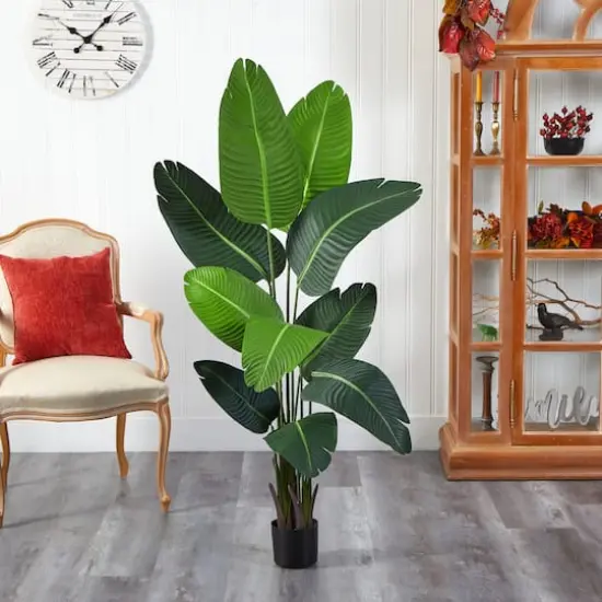 5ft. Potted Travelers Palm Tree {4}