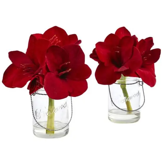 11" Amaryllis Arrangement in Glass Jar, 2ct. {1}