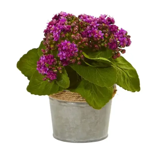 9" Kalanchoe Arrangement in Decorative Pot, 3ct. {4}