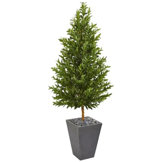 5.5ft. Olive Cone Topiary Tree in Slate Planter {1}