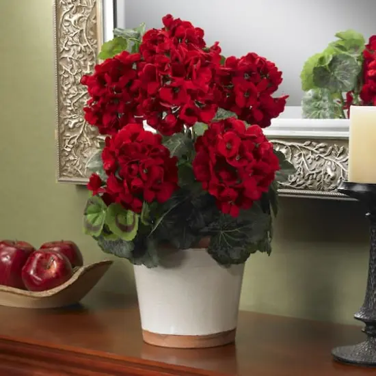 17" Red Geranium In White Decorative Pot {3}