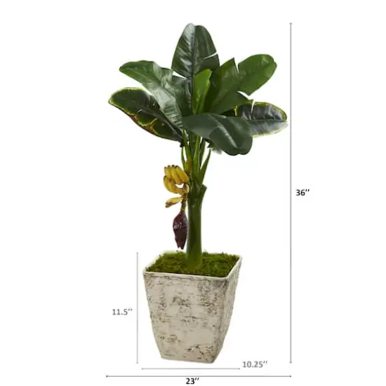 3ft. Banana Tree in Country White Planter {3}