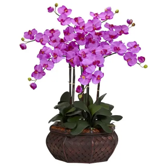 2.5ft. Potted Large Moth Orchid Arrangement, Purple {1}