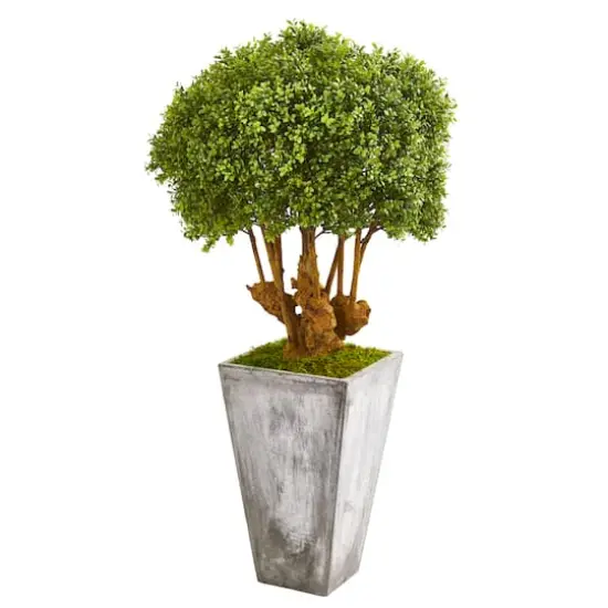 4ft. Boxwood Topiary Tree in Cement Planter {1}