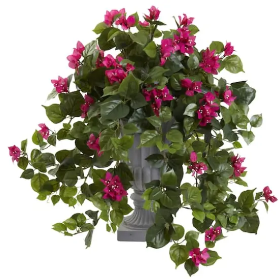 2ft. Flowering Bougainvillea in Decorative Urn {1}