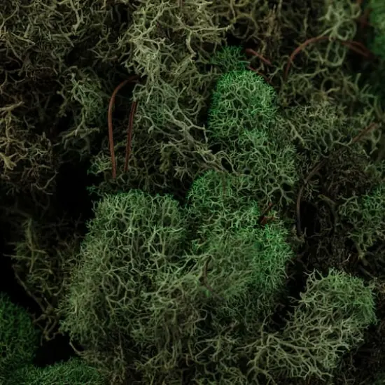 Ashland&reg; Reindeer Moss Basil Green {6}