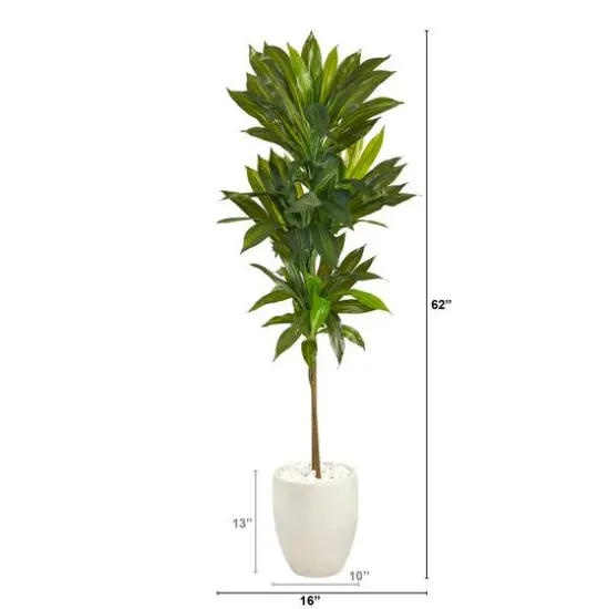 5ft. Potted Dracaena Plant in White Planter {3}