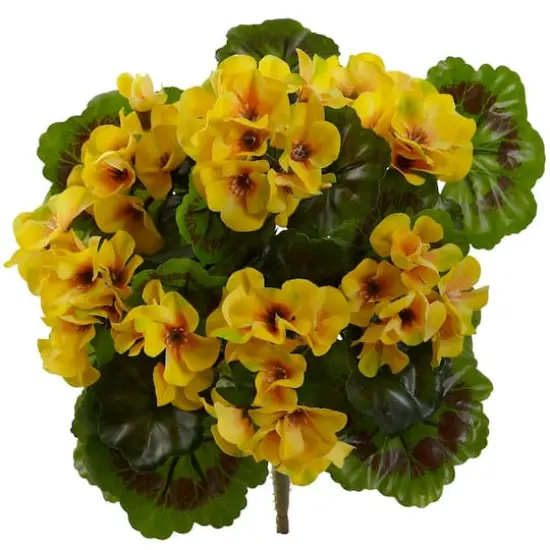 Yellow Geranium Bush, 4ct. {1}