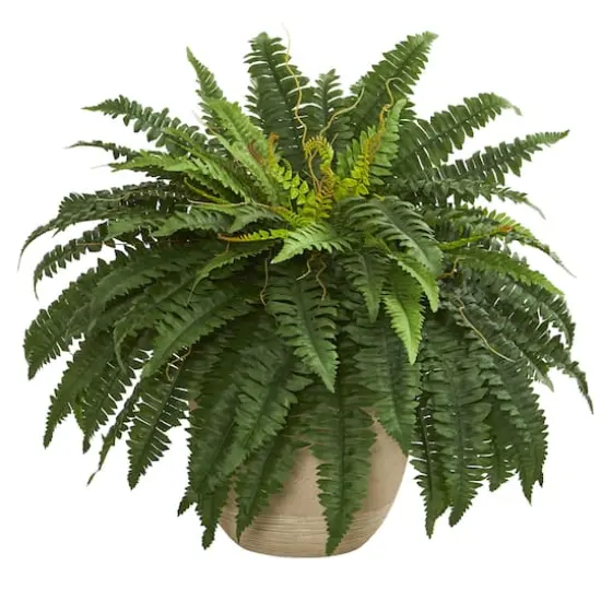 22" Boston Fern In Sandstone Planter {1}