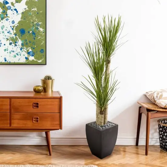 5.5ft. Yucca Tree in Black Planter {5}