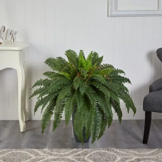 2.5ft. Boston Fern Plant in Gray Planter {4}