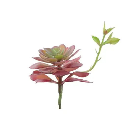 Flora Bunda&reg; Red Echeveria Lola Succulent Pick, 6ct. {3}