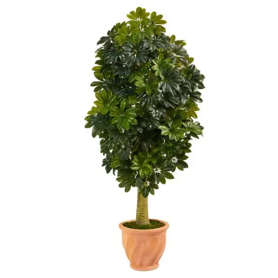 5ft. Umbrella Tree in Terra Cotta Planter {1}