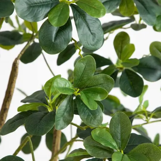 6ft. Potted Black Olive Tree {7}