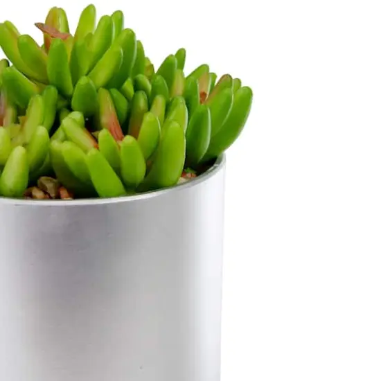 4.75" Potted Green Sedum Succulent {5}