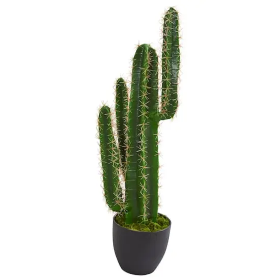 2.5ft. Potted Cactus Plant {1}