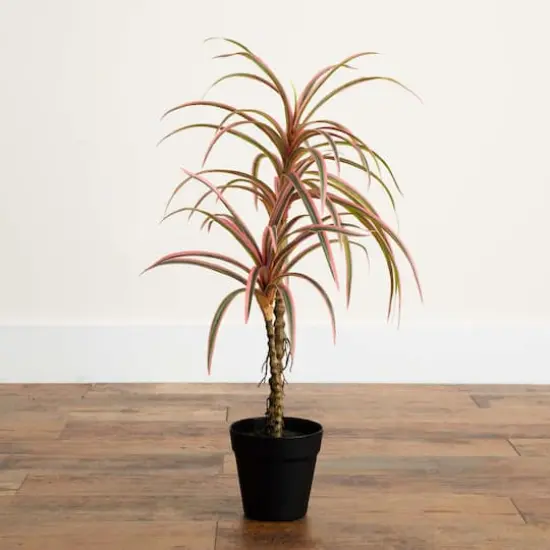 2ft. Potted Dracaena Marginata Plant {9}