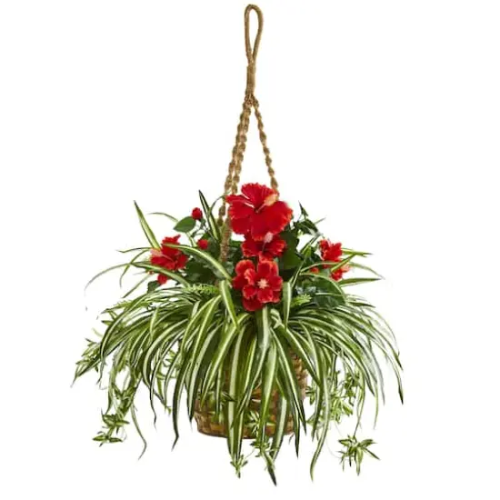 2.5ft. Hibiscus & Spider Plant in Hanging Basket {1}