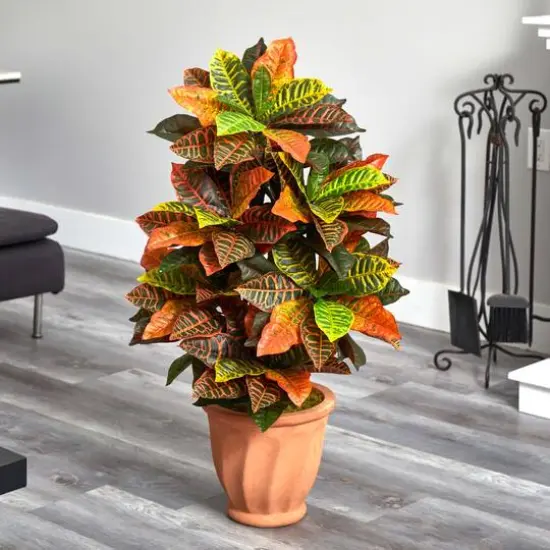3.5ft. Croton Plant in Terra Cotta Planter {3}