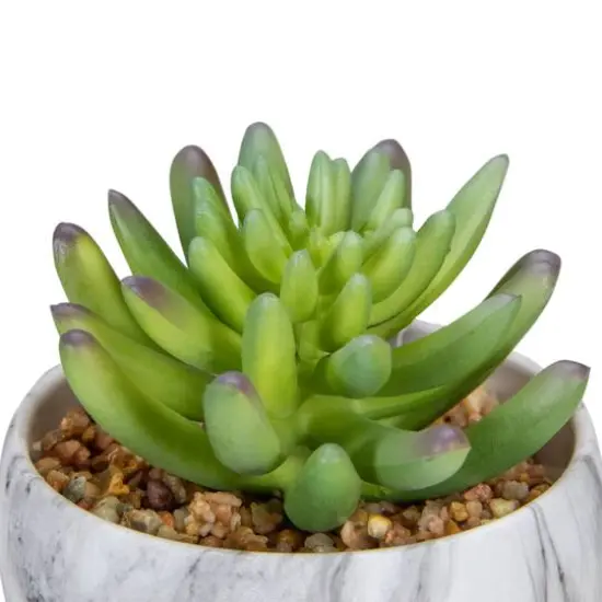 4.25" Green Succulent in Faux Marble Pot {4}