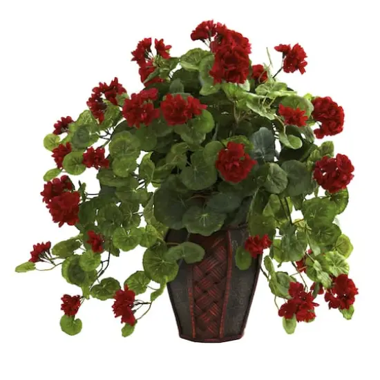 22'' Geranium with Decorative Planter {1}