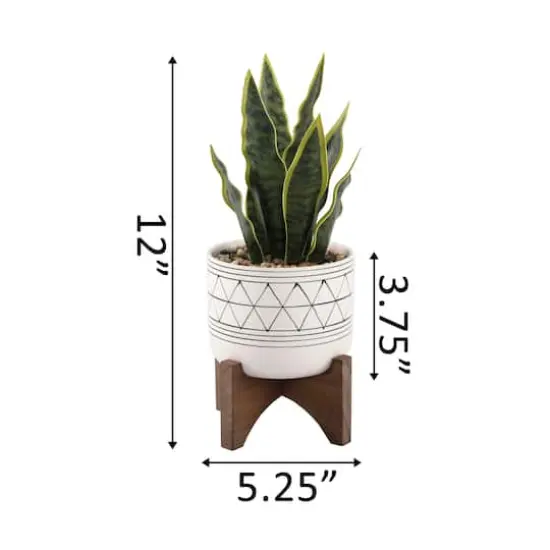 Flora Bunda&reg; 12" Snake Plant In Ceramic On Stand {3}