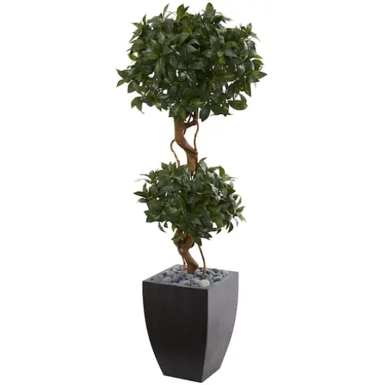 4.5ft. Sweet Bay Double Topiary Tree in Black Planter {1}