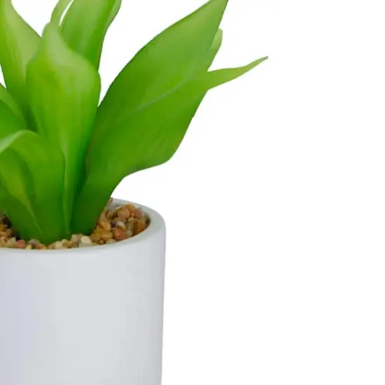 8" Green Aloe Plant in White Pot {5}