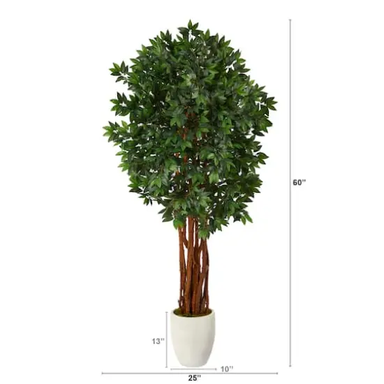 6ft. Lychee Tree in White Planter {3}