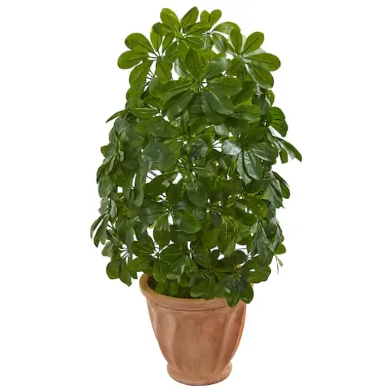 3ft. Baby Umbrella Plant in Terra Cotta Planter {1}
