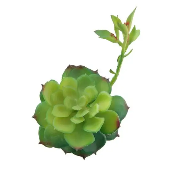 Flora Bunda&reg; Echeveria Lola Succulent Pick, 6ct. {3}