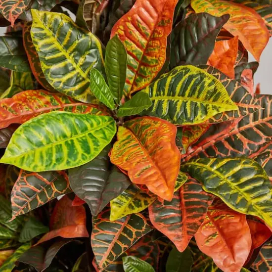 5.5ft. Croton Plant in Orange Planter {5}