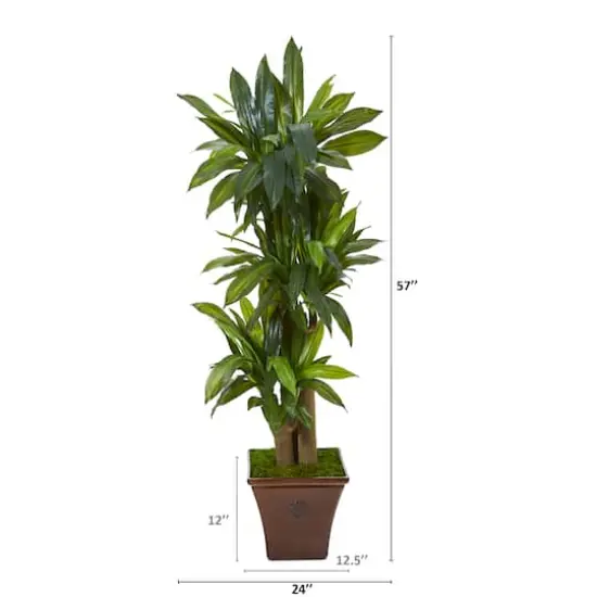 5ft. Corn Stalk Dracaena Plant in Brown Planter {3}