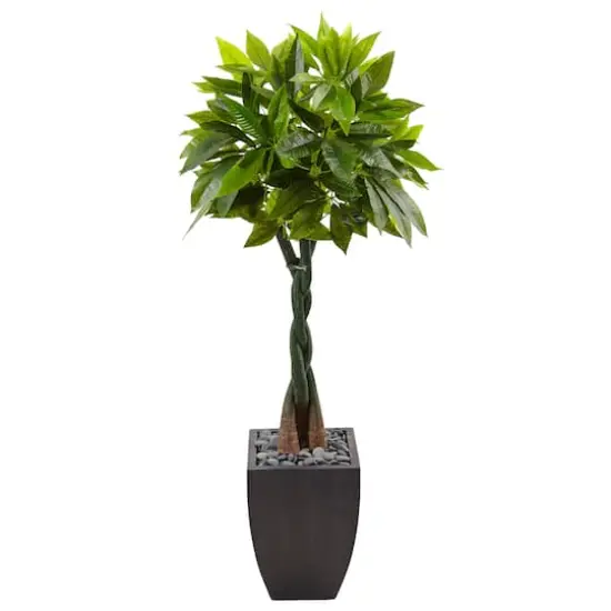 5ft. Money Tree in Black Square Planter {1}