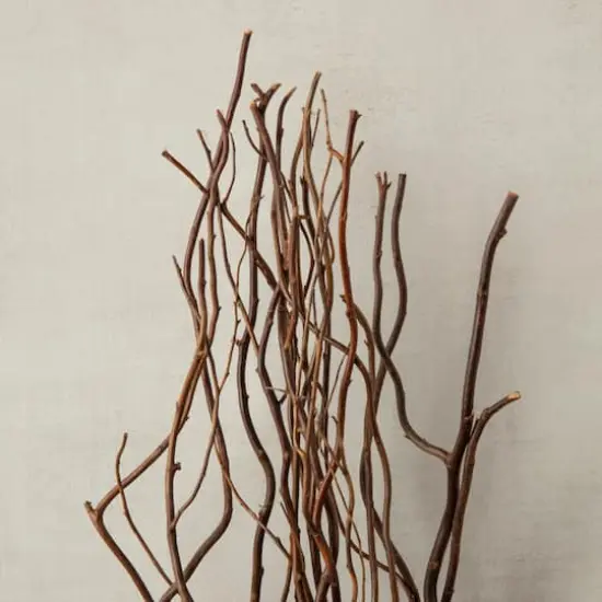 Natural Tall Curly Willow by Ashland&reg; {4}