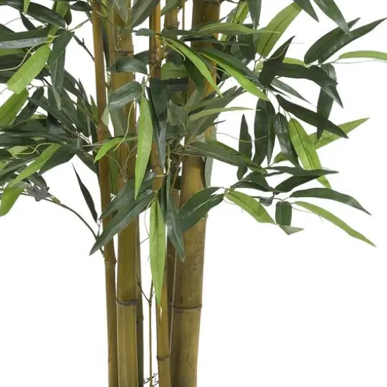 4ft. Potted Biggy Bamboo Tree {3}