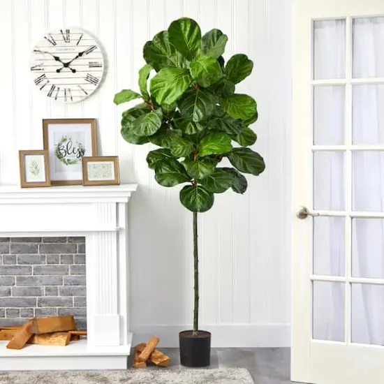 6.5ft. Potted Fiddle Leaf Tree {4}