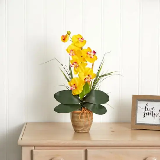 21'' Potted Yellow Moth Orchid Arrangement {5}