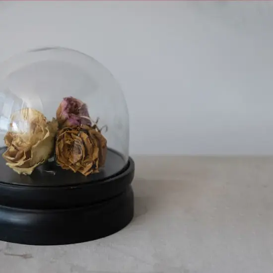 Hello Honey&reg; 8.5" Glass Cloche with Black Mango Wood Base Set {4}