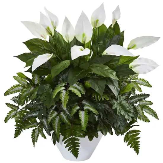 2.5ft. Mixed Peace Lily Plant in White Vase {1}