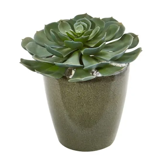 12" Echeveria Succulent in Planter {1}