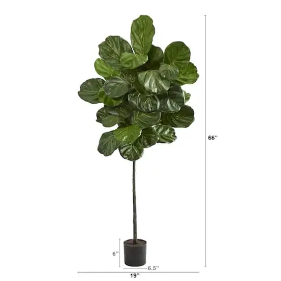 5.5ft. Potted Fiddle Leaf Tree {3}