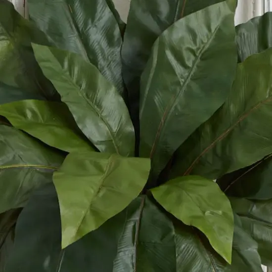 22" Bird's Nest Fern Plant, 3ct. {4}